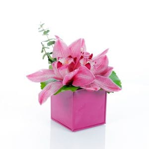 Zarif Pembe Kutu Çiçeği