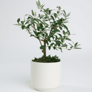 Bonsai Saksı Bitkisi