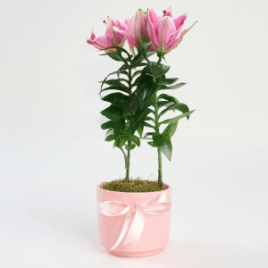Saksıda Pembe Lilyum